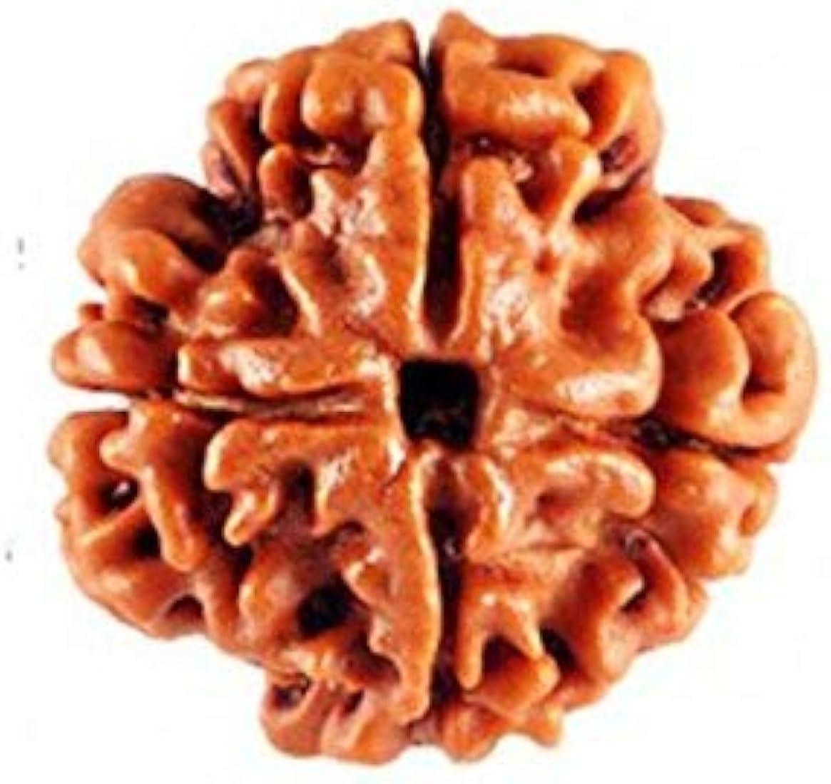 4 MUKHI RUDRAKSHA 2 BEADS BOX