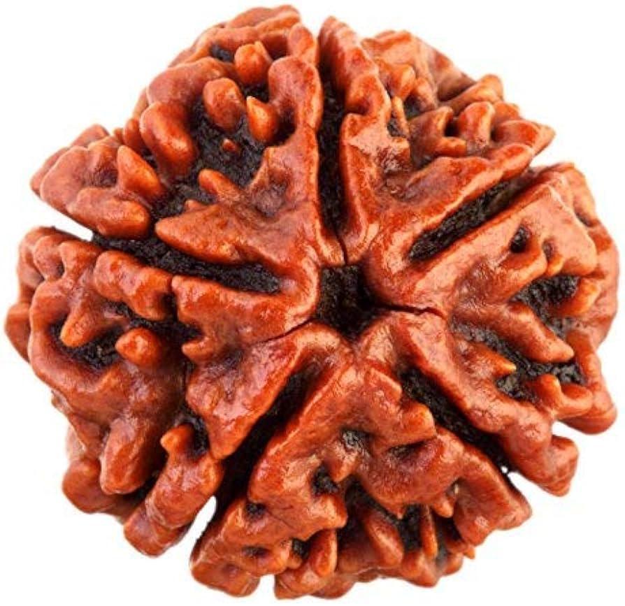 5 MUKHI RUDRAKSHA 54+1 Meru Bead (HOLY BOX)