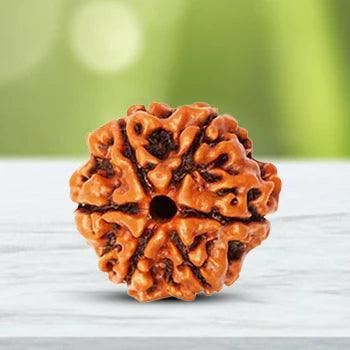 6 MUKHI RUDRAKSHA 1 BEAD BOX