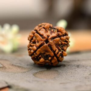 4 Mukhi Rudraksha