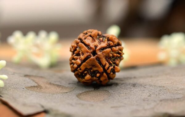 4 Mukhi Rudraksha