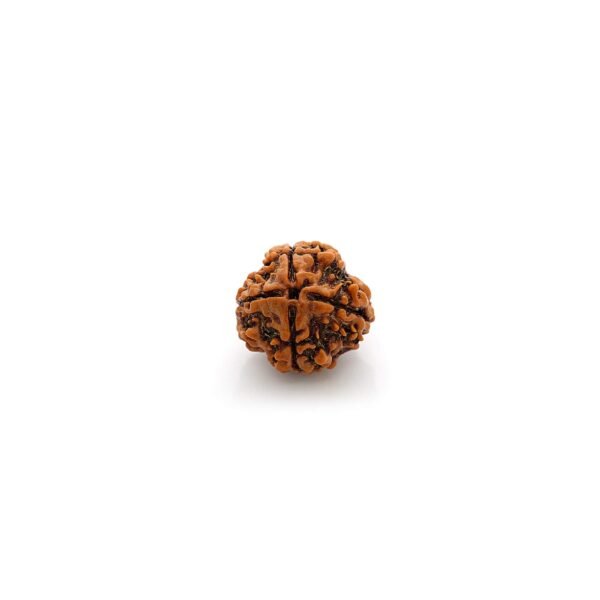 4 Mukhi Rudraksha - Image 2