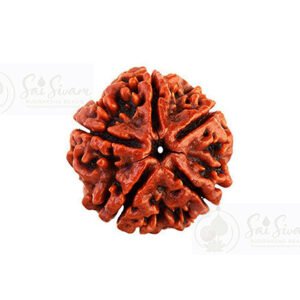 Premium 5 Mukhi Bead