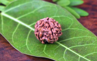 Who Can Wear 5 Mukhi Rudraksha
