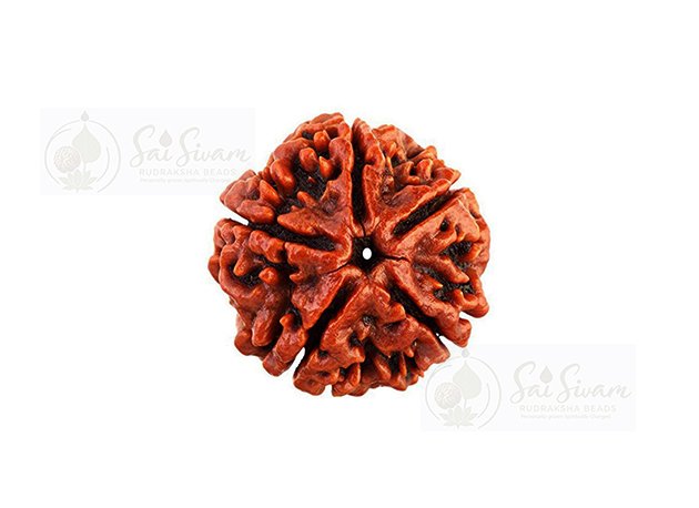 Premium 5 Mukhi Bead