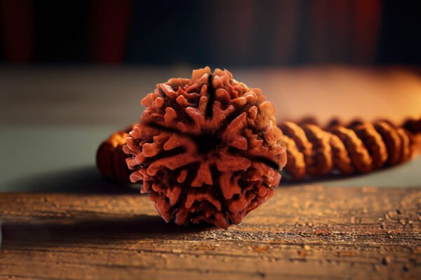 5 Mukhi Rudraksha
