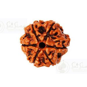 Premium 6 Mukhi Bead