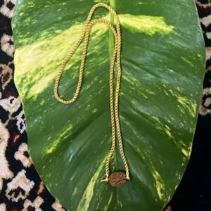 🔱One Gram Gold Chain with One 3 Mukhi Rudraksham Bead 🔱